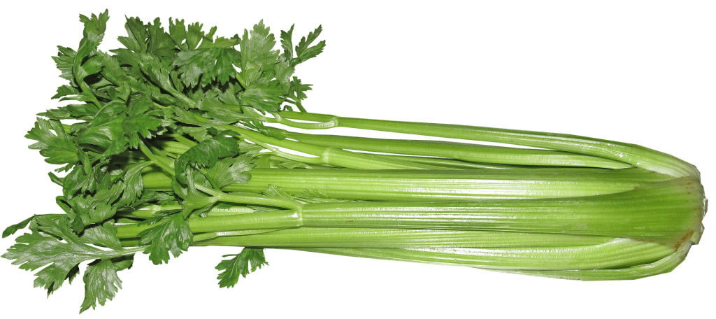 stalk of celery