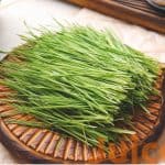 Fresh wheatgrass on light background shows why you should juice wheatgrass