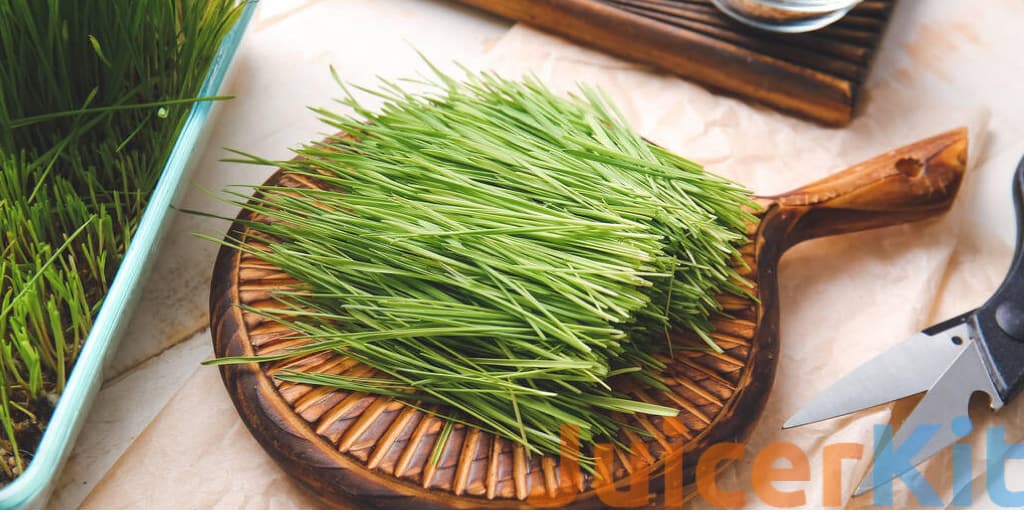 Fresh wheatgrass on light background shows why you should juice wheatgrass