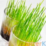 wheatgrass growing in a glass