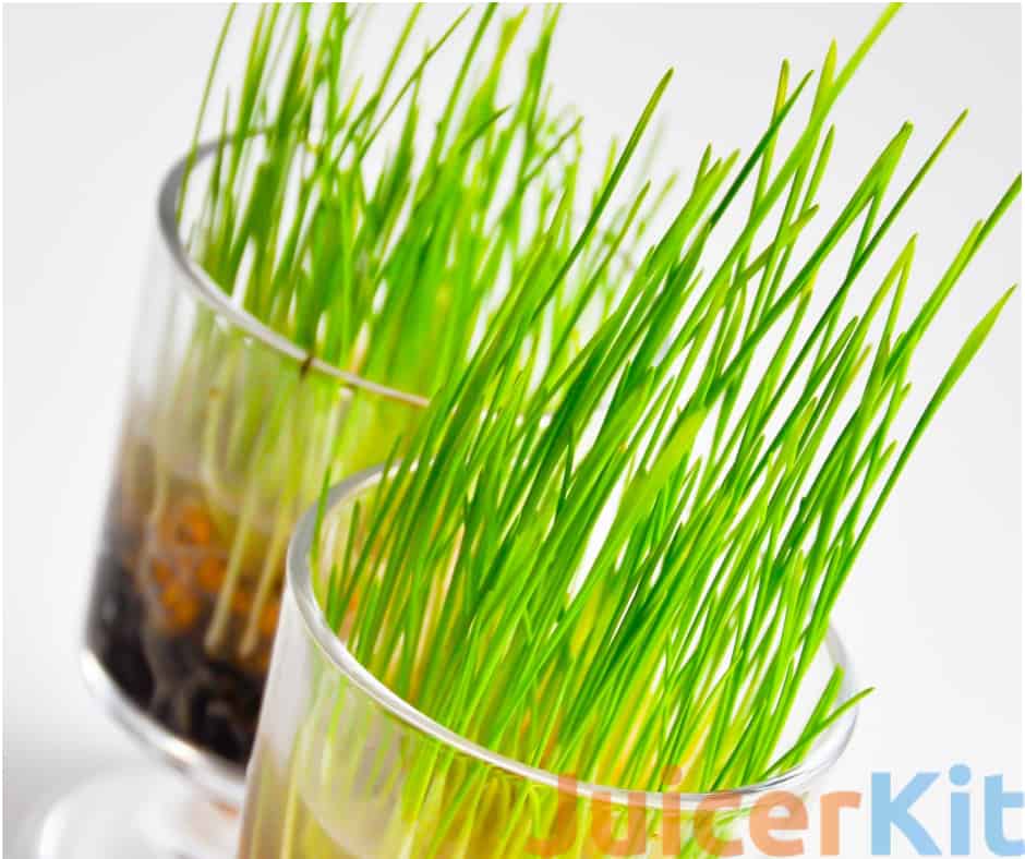 wheatgrass growing in a glass